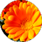 Ирина Кирпа